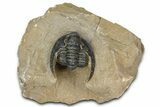 Diademaproetus Trilobite - Foum Zguid, Morocco #363111-3